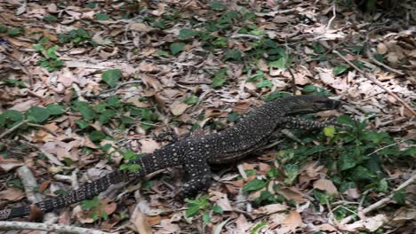 Goanna-Nativa-Australiana-Cazando-Presas-A-Través-De-Los-Matorrales-Del-Interior