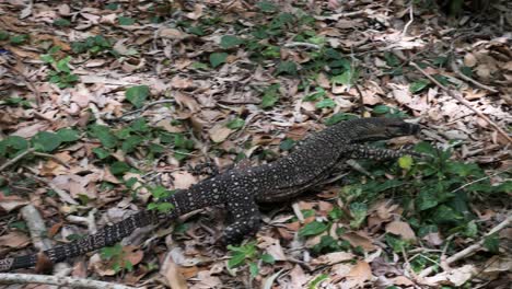 goanna nativa australiana cazando presas a través de los matorrales del interior