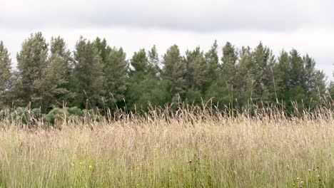 Summer-breeze-blowing-field-of-tall-grass-and-small-grove-of-trees