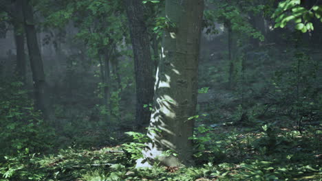 sunlit forest path