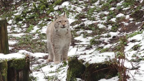 a lynx moves through the snowy forest, its fur blending with the winter landscape. the wild feline is on the hunt, navigating the cold terrain with agility and focus.