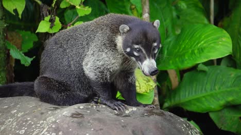 Close-up-view-of-Coatimundi-on-top-of-a-rock-in-the-Costa-Rican-jungle