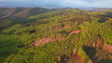 Golden-hour-aerial-landscape-of-outdoor-forest-in-Tatra,-Slovakia,-forward,-day