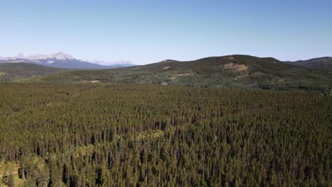vast boreal forest partially logged in the outskirts of the canadian rocky mountains on a sunny day