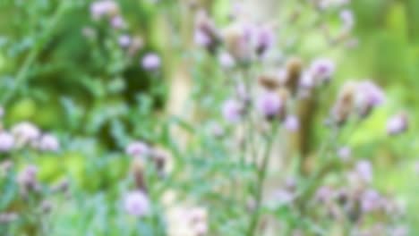 Bees visit blooming thistles in a sunlit garden with soft background blur and gentle movement