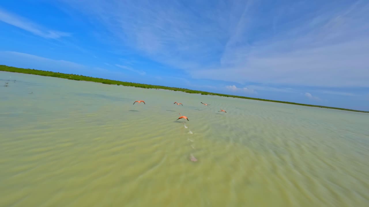 bandada de flamencos volando sobre la laguna de oviedo en verano en el parque nacional jaragua, pedernales, república dominicana