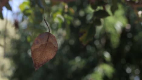 A-dried-leaf-dangling-from-a-silk-thread-from-a-spiders-web,-Close-up