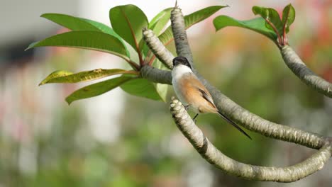 long-tailed shrike perched on plumeria branch clean plumage or preening with beak in philippines park