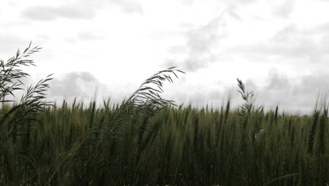 trigo, hierba, granja, tierras de cultivo, agricultura, tallos, producir, crecer, verde, kansas