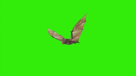 loop animation fly bat with green screen