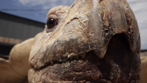 extreme closeup macro tortoise beak