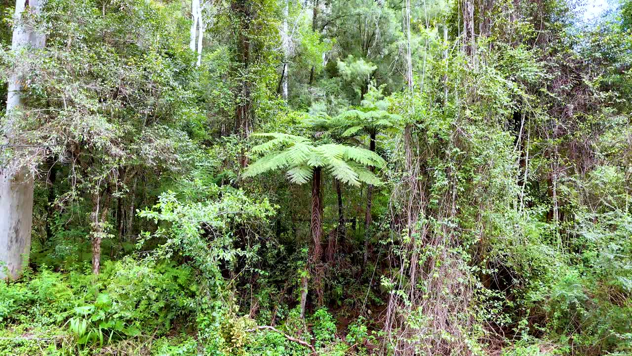 Camera slowly pans across dense, green rainforest with ferns and tall trees in natural daylight. The environment is vibrant, tranquil, and untouched