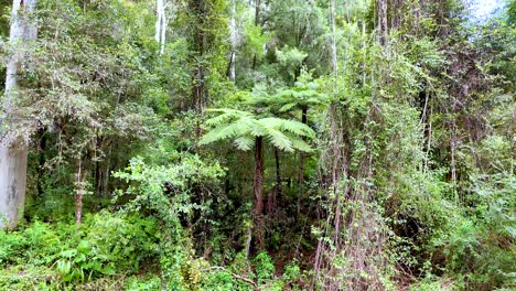 camera slowly pans across dense, green rainforest with ferns and tall trees in natural daylight. the environment is vibrant, tranquil, and untouched
