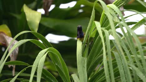 macho pequeño de nectarinia yugularis de lomo oliváceo con curvas hacia abajo