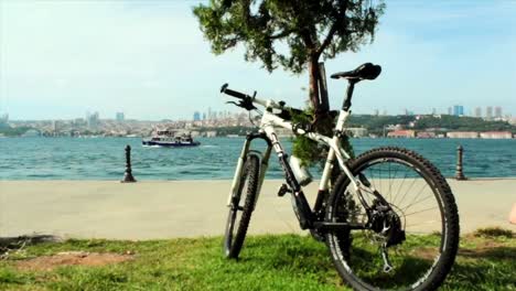 the bike stands next to the tree on the beach