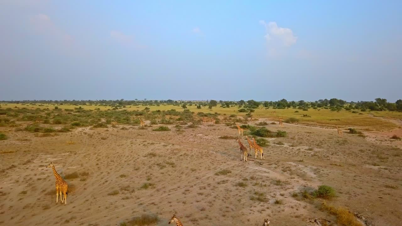 Drone shot of a group of giraffes (Giraffa camelopardalis) moving across the dry, open savannah dotted with bushes and trees on a clear day in Africa