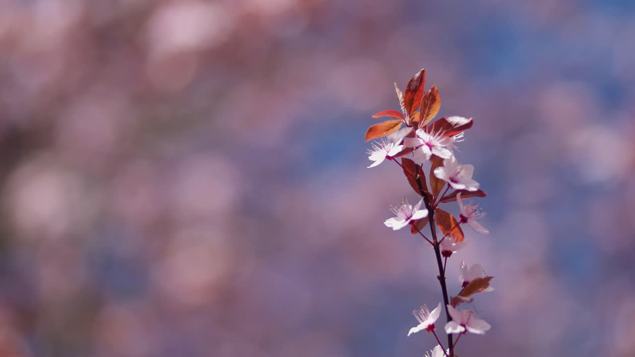 Beautiful Cherry Blossoms in Spring