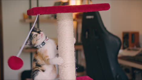 calico kitten plays with her scratching post ball medium shot