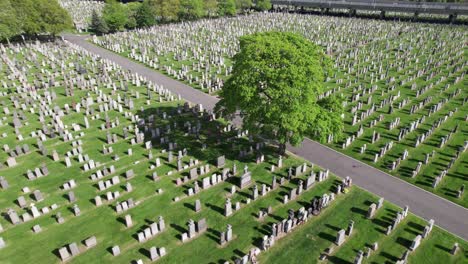 Beautiful-360-aerial-of-a-lone-green-tree-surrounded-by-graves-in-a-cemetery