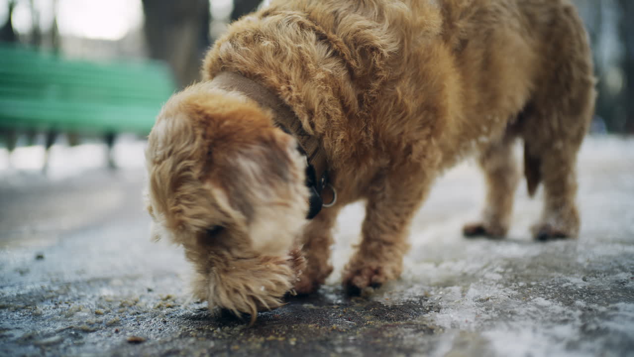 Piccolo cane randagio marrone che lecca il terreno ghiacciato all'aperto durante l'inverno.