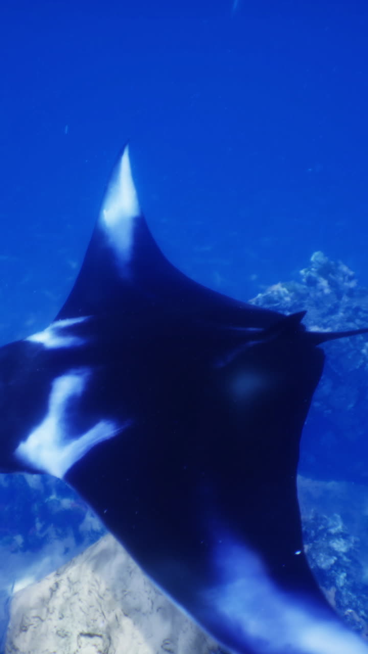 Majestic manta ray gracefully gliding through clear ocean waters
