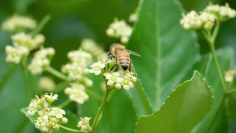 Miel-De-Abeja-Tomando-Polen-De-Una-Flor-Blanca-Floreciente-Euonymus-Japonicus---Macro