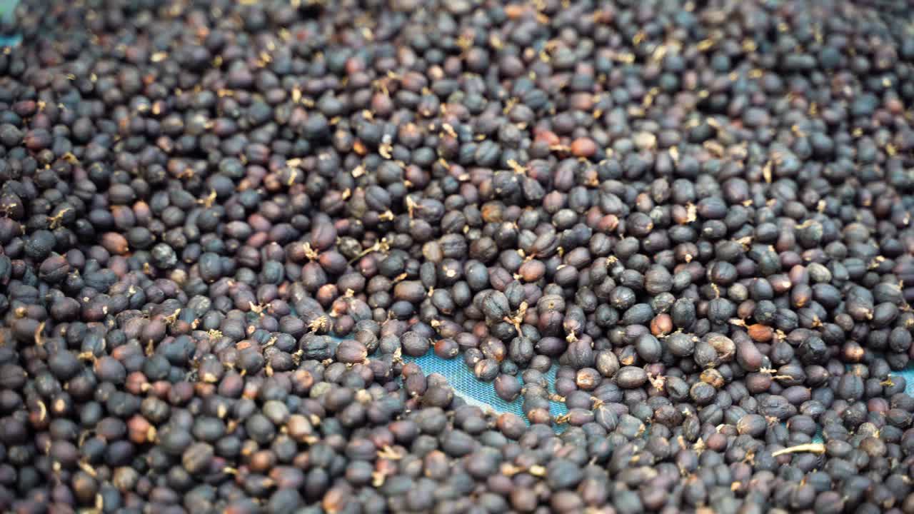 플랜테이션에서 신선하게 수집 된 구운 커피 콩의 다양한