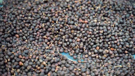 Diversos-Granos-De-Café-Tostados-Recién-Recolectados-De-Plantaciones-De-Campo.