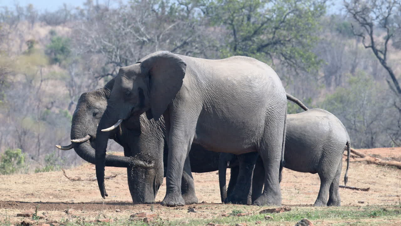elefante africano tirando agua de un agujero excavado en la arena, cámara lenta, 120fps