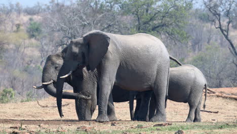 elefante africano tirando agua de un agujero excavado en la arena, cámara lenta, 120fps