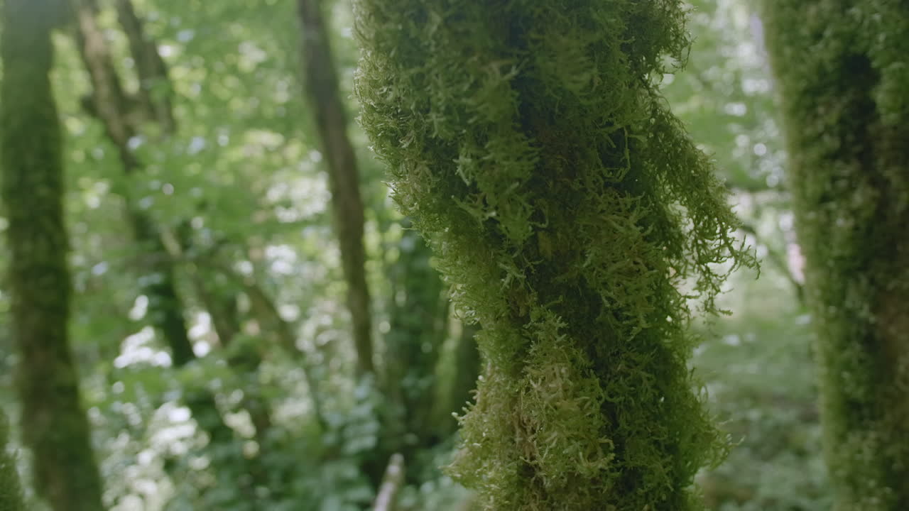 Moss-Covered Tree Trunk in a Forest
