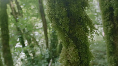 moss-covered tree trunk in a forest