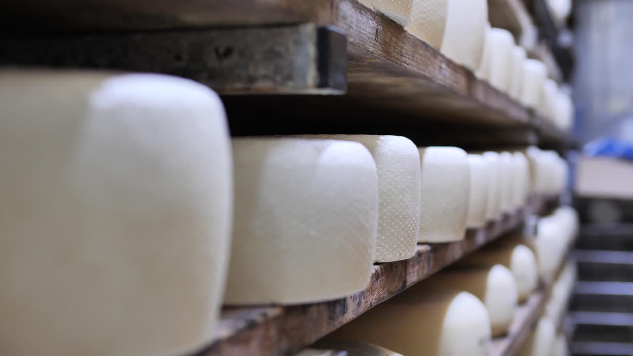Hard cheese wheels maturing on cellar shelves, dairy manufacture, storage room