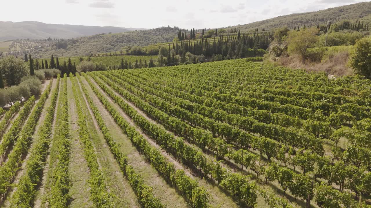 Filmato aereo con drone dei filari ordinati di un vigneto vicino Firenze, circondato da dolci colline, campi agricoli e vegetazione tipica toscana. Perfetto per produzioni a tema vino, agricoltura, viaggi e campagne.