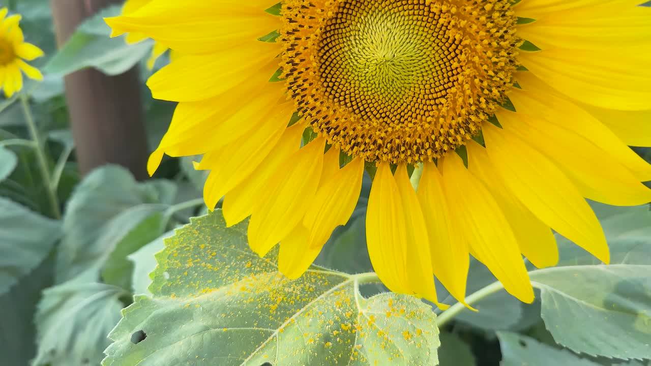 활기찬 정원에서 꽃과 손의 상호 작용