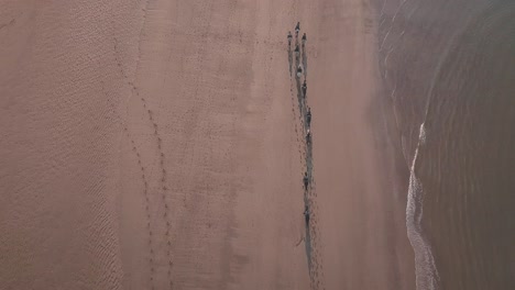 Aerial-Bird-view-drone-shot-of-horses-galloping-on-the-beach-at-sunset