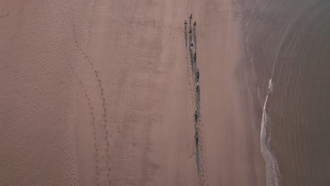 vista aérea de pájaros disparo de avión no tripulado de caballos galopando en la playa al atardecer
