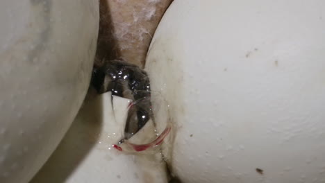 baby python snake peeking out of an egg