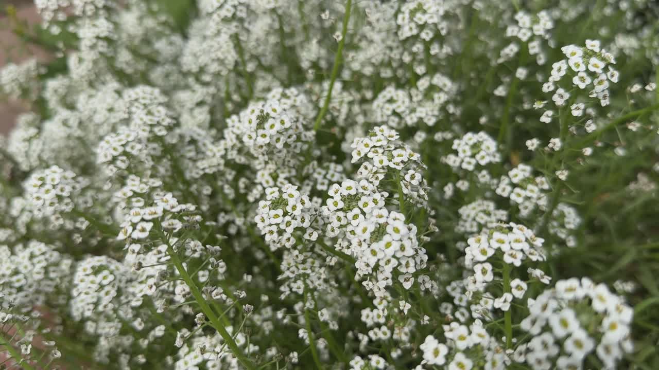 White Sweet Alice Alyssum Flowers Lobularia Maritima also commonly referred to as just alyssum