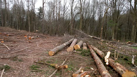 Cinematic dolly shot in forest that got cut down