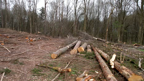 un dolly cinematográfico filmado en un bosque que fue talado