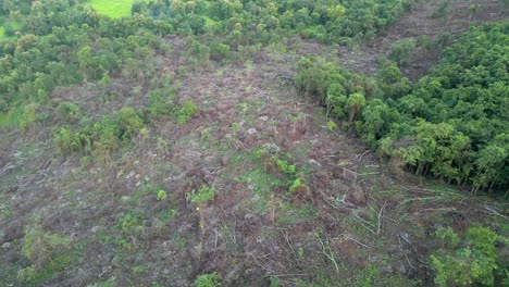 Im-Wald-Wurden-Viele-Bäume-Gefällt.-Malvan-Drohnenaufnahme