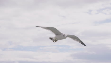 close up of a seagull gliding in the cloudy sky at daytime