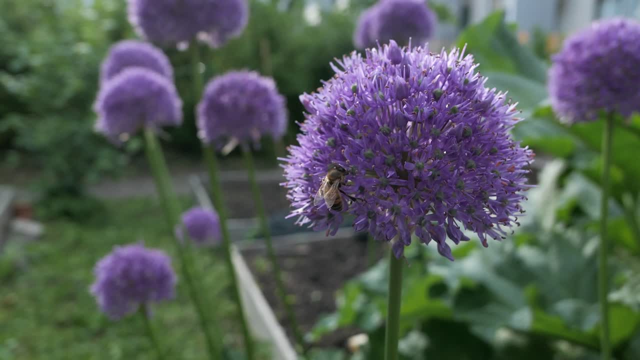 Bee pollinating purple flower in garden, Allium hollandicum Purple Sensation flower close up