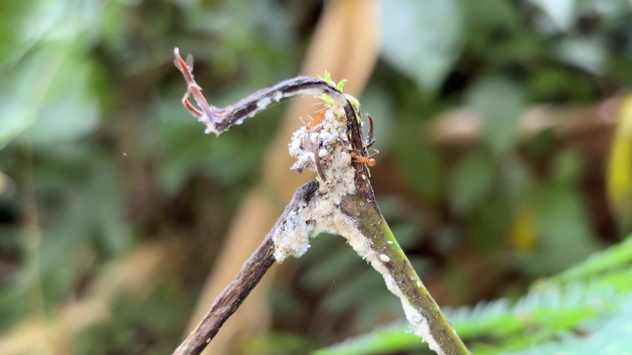 Ants Tending to Mealybugs on a Plant Stem