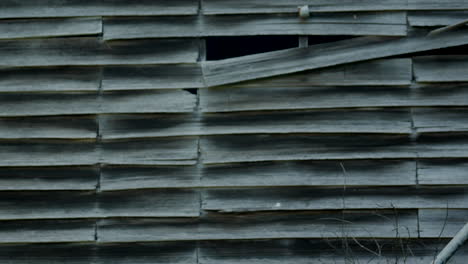 neglected weatherboard farm shed