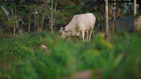 vaca blanca pastando en un campo
