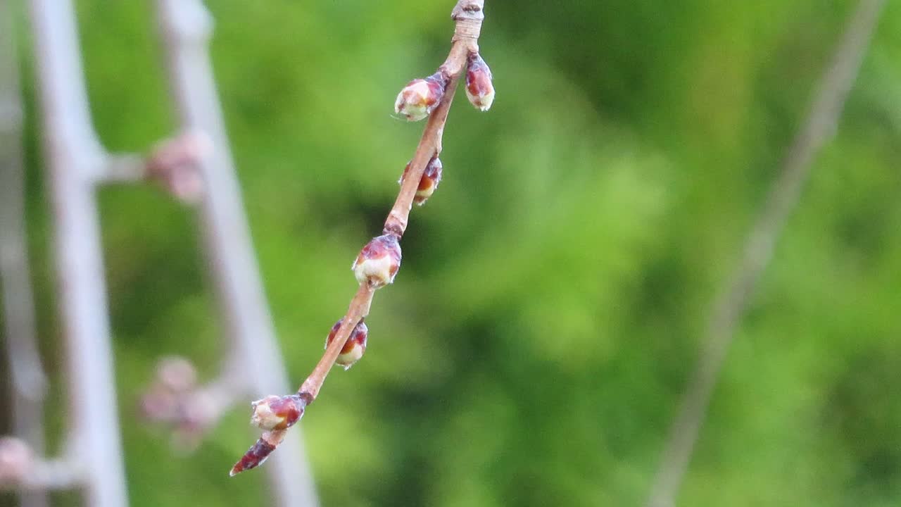 Closeup of budding cherry blossom tree branch twig in spring buds