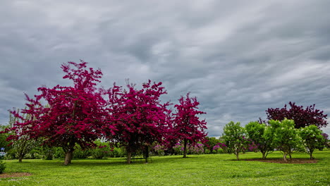 árbol de arce rojo que crece con otras plantas florecientes, lapso de tiempo de fusión