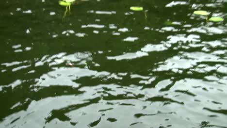 fish being reeled in a river